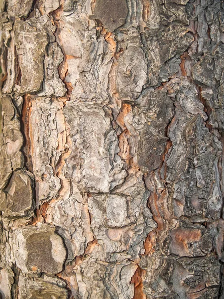 Textura natural de tronco de uma árvore — Fotografia de Stock