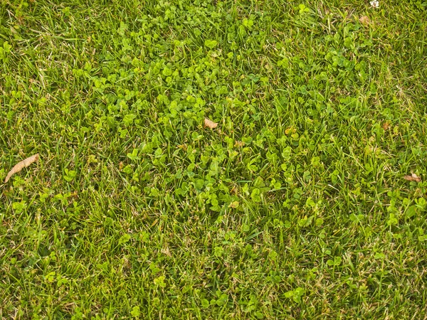 Natuurlijke textuur van gras — Stockfoto