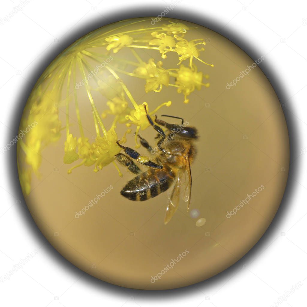 Isolated crystal sphere with a bee on a flower