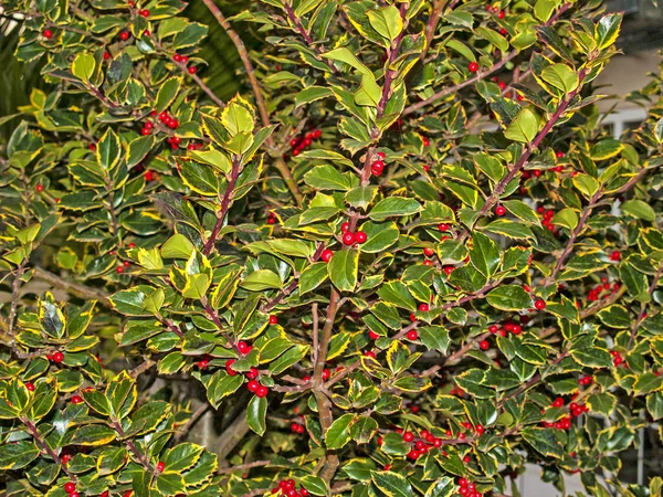 A holly on a garden — Stock Photo, Image