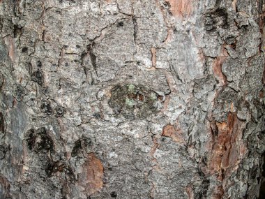 Ağaç kabuğu doğal dokusuna