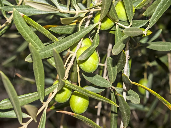 Azeitonas em uma oliveira em outono — Fotografia de Stock