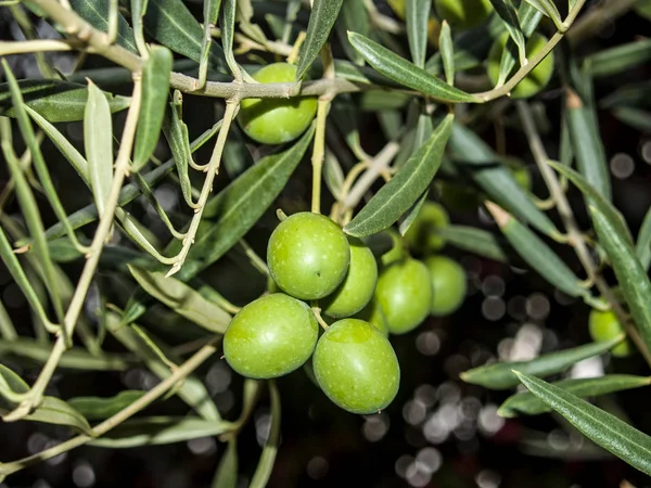 Azeitonas em uma oliveira em outono — Fotografia de Stock