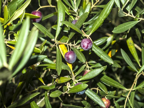 Azeitonas pretas em uma oliveira no outono — Fotografia de Stock