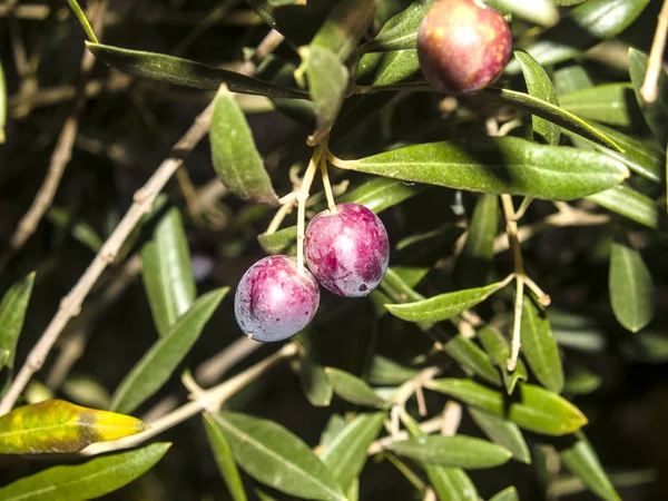 Azeitonas pretas em uma oliveira no outono — Fotografia de Stock