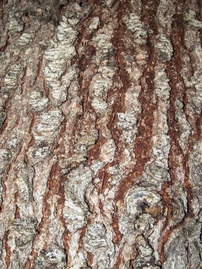 Ağaç kabuğu doğal dokusuna