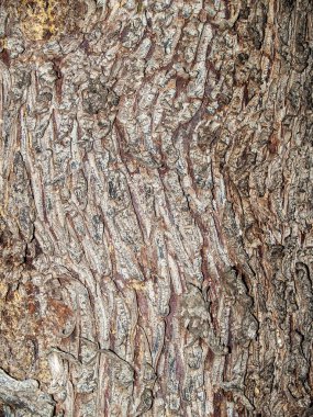Ağaç kabuğu doğal dokusuna