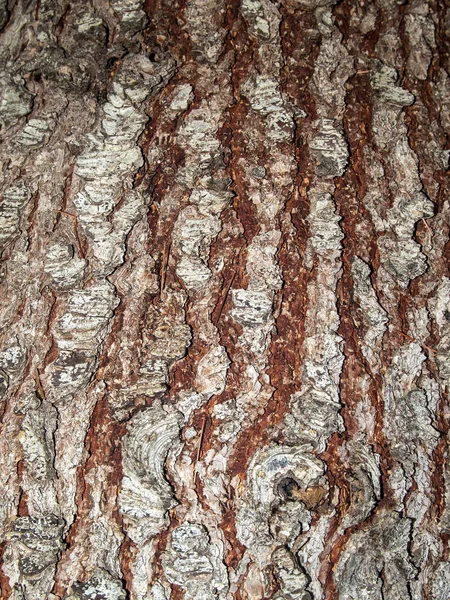 Textura natural de una corteza de árbol — Foto de Stock