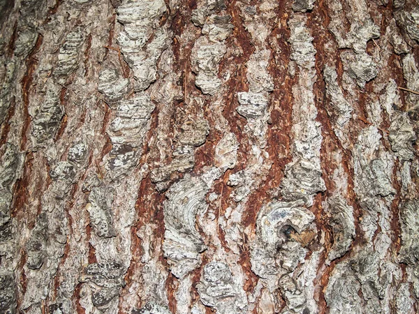 Natürliche Beschaffenheit einer Baumrinde — Stockfoto