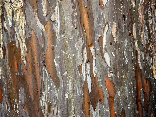 Textura natural de uma casca de árvore — Fotografia de Stock