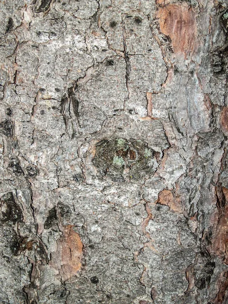 Textura natural de una corteza de árbol — Foto de Stock