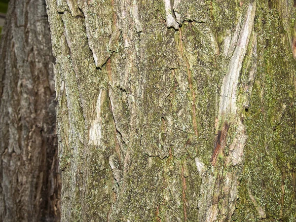 Naturliga textur av trädet bark — Stockfoto