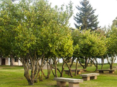 Bir park dallarda taş