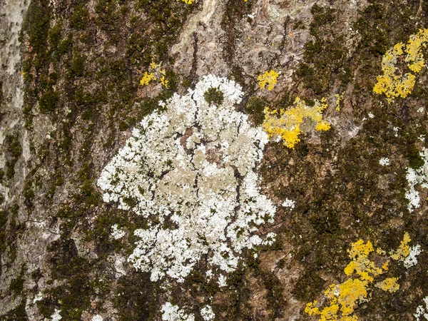 Textura natural de una corteza de árbol — Foto de Stock