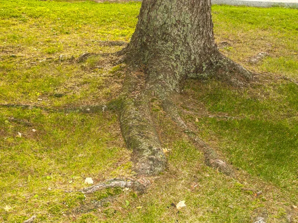 Root of a tree on a garden — Stock Photo, Image