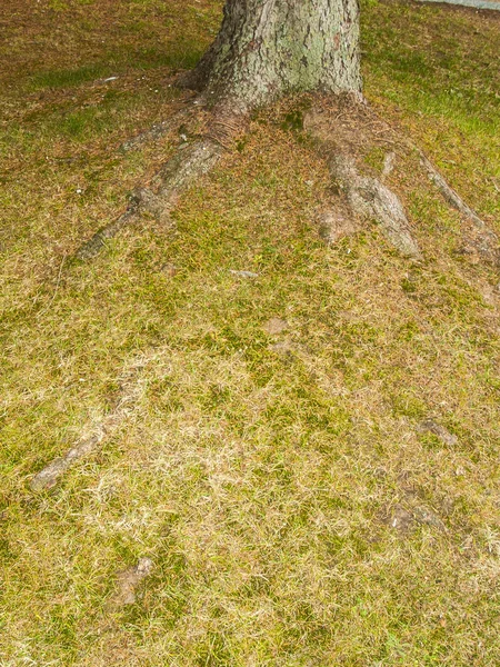 Raíz de un árbol en un jardín —  Fotos de Stock