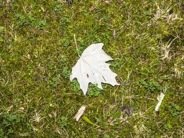 Natürliche Textur eines Laubs auf dem Gras — Stockfoto