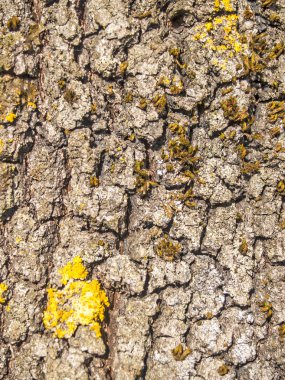 Ağaç kabuğu doğal dokusuna