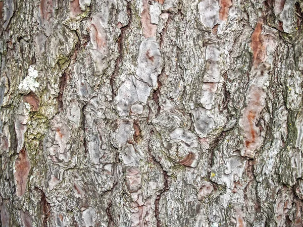 Textura natural de uma casca de árvore — Fotografia de Stock