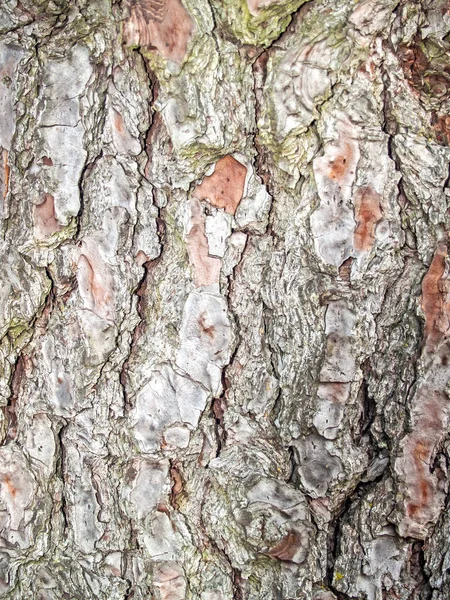 Natural texture of a tree bark — Stock Photo, Image