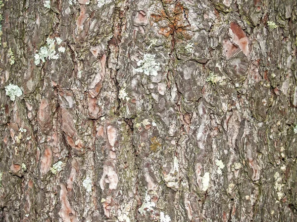 Natural texture of a tree bark — Stock Photo, Image
