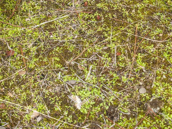 Textura natural del suelo — Foto de Stock