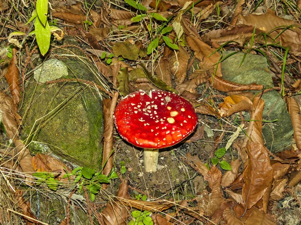 Amanita muscaria - τοξικό μανιτάρι — Φωτογραφία Αρχείου