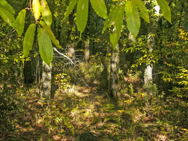 가 숲의 자연 질감 — 스톡 사진