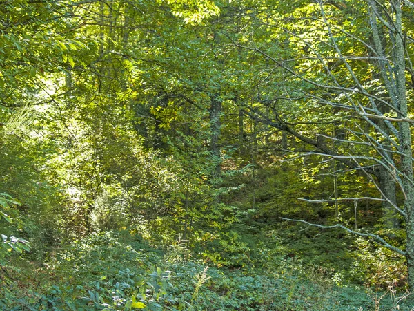 가 숲의 자연 질감 — 스톡 사진