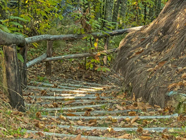 숲에서 나무 계단 — 스톡 사진
