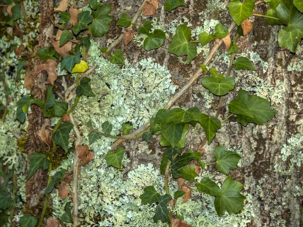 Textura natural de la hiedra en un árbol —  Fotos de Stock