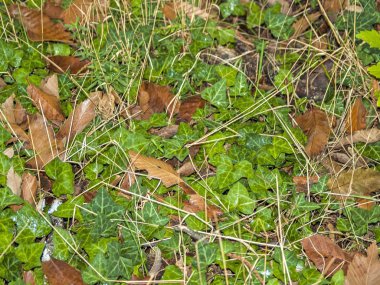 Ivy yere doğal dokusuna