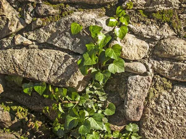 Přírodní textura břečťanu na kamenné zdi — Stock fotografie