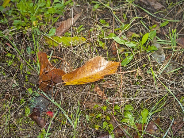 Laub am Boden im Wald — Stockfoto