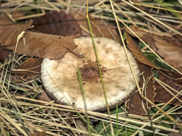 Paddestoel op het bos — Stockfoto