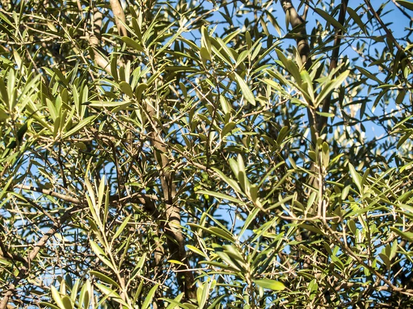Textura natural del olivo — Foto de Stock