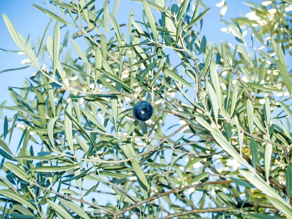 Azeitona no ramo de uma oliveira — Fotografia de Stock
