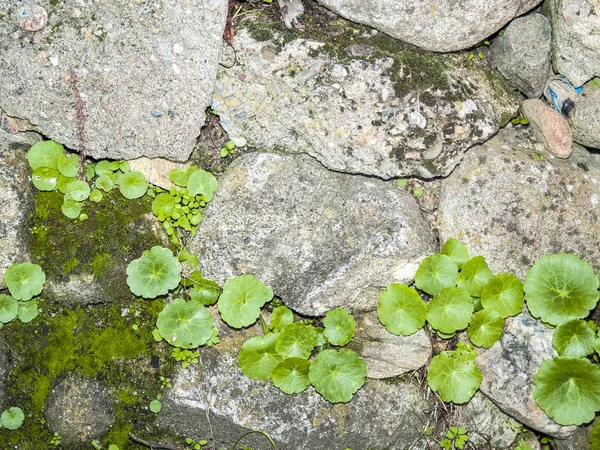 Naturalne tekstury kamiennego muru z mchem — Zdjęcie stockowe