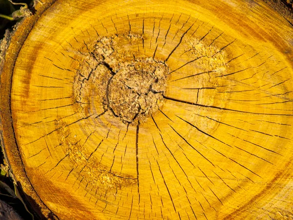 Texture naturelle du bois d'un arbre — Photo