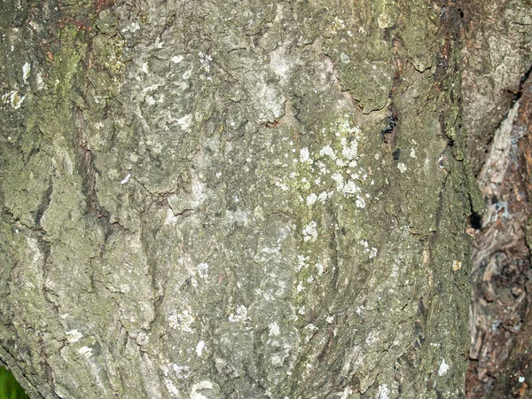 Struttura naturale di una corteccia di albero — Foto Stock