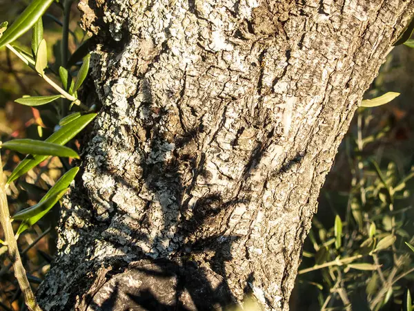 Texture naturelle d'une écorce d'arbre — Photo