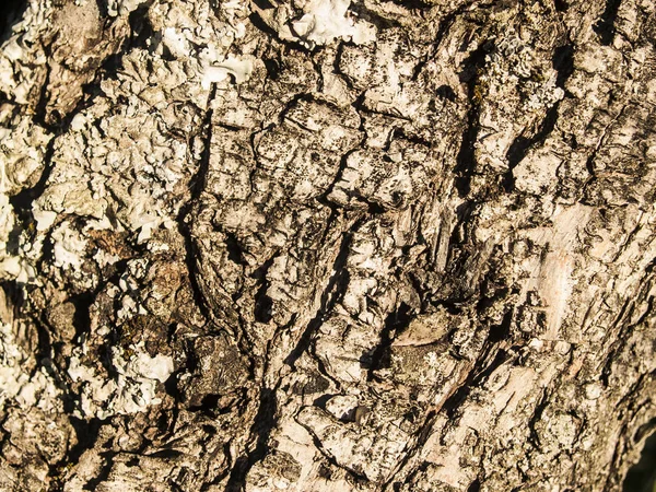 Textura natural de una corteza de árbol —  Fotos de Stock