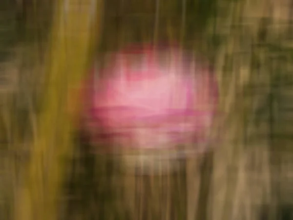 Antecedentes de una rosa distorsionada — Foto de Stock