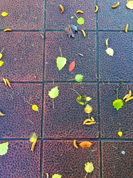 Liści na asfalcie na jesień w parku — Zdjęcie stockowe