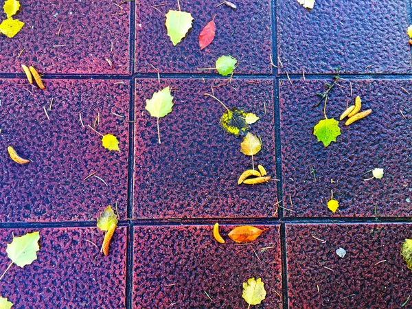 Laub auf dem Asphalt im Herbst in einem Park — Stockfoto