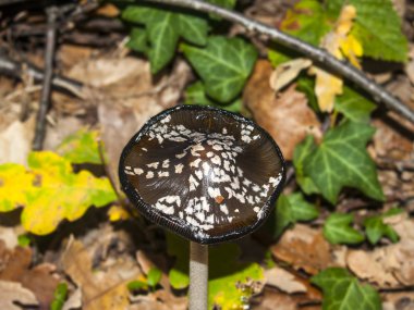 Coprinopsis picacea-sonbahar ormanda mantar
