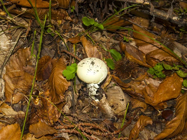Amanita phalloides - Смертный гриб в лесу осенью — стоковое фото