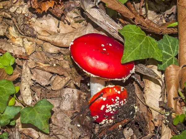 Amanita muscaria-giftig svamp i skogen på hösten — Stockfoto