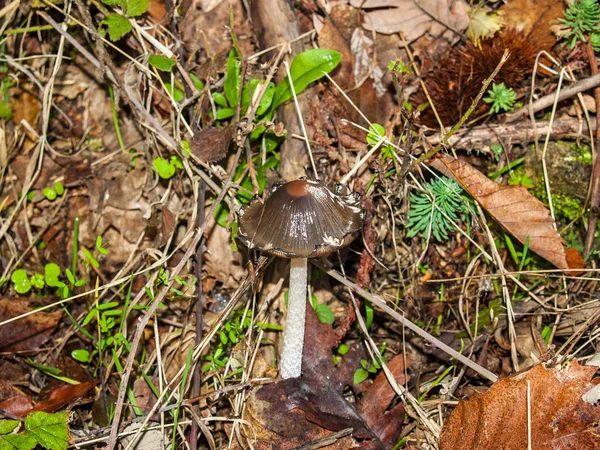 Coprinus picaceus - Гриб в лесу осенью — стоковое фото