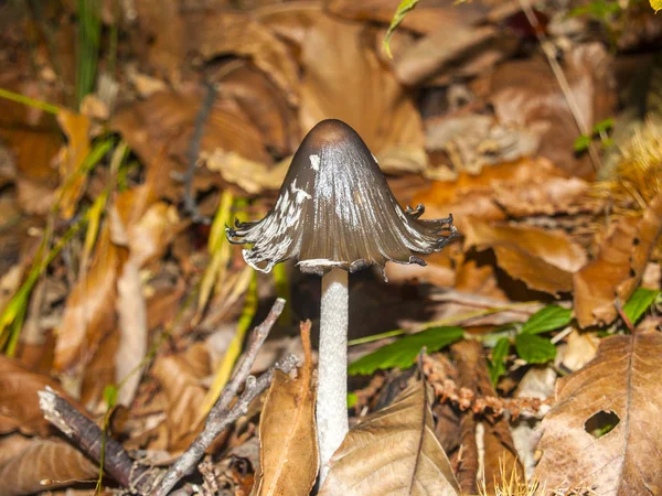 Coprinopsis picacea Гриб на лісі восени — стокове фото